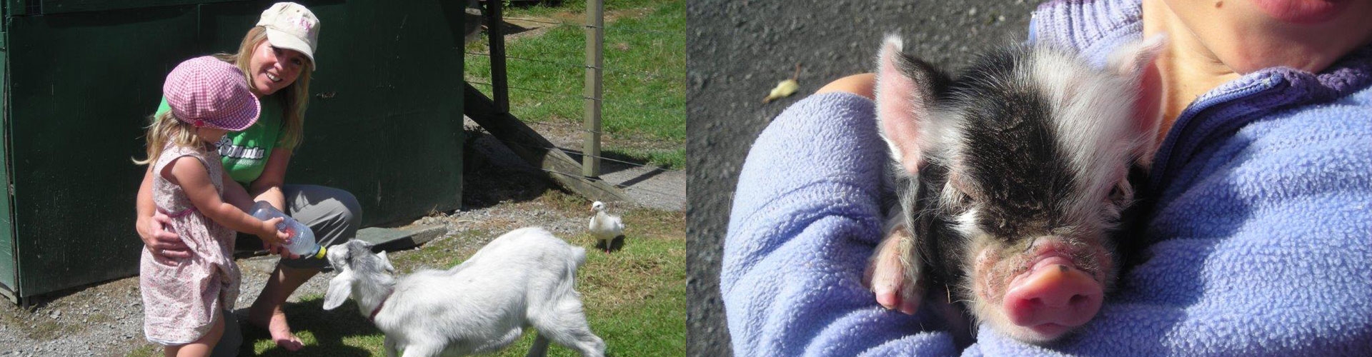 play with animals and feed them